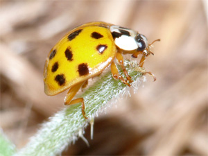 Asiatischer Marienkäfer Harmonia axyridis