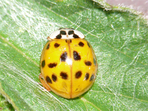 Asiatischer Marienkäfer Harmonia axyridis