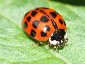 Asiatischer Marienkäfer Harmonia axyridis