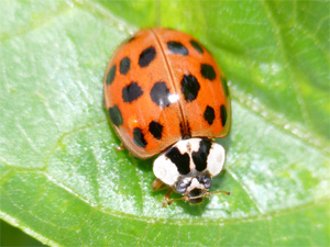 Asiatischer Marienkäfer Harmonia axyridis