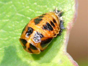 Asiatischer Marienkäfer Harmonia axyridis (PALLAS, 1773)