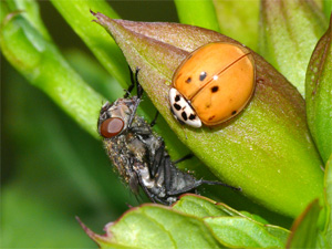 Asiatischer Marienkäfer Harmonia axyridis