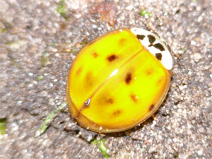 Asiatischer Marienkäfer Harmonia axyridis