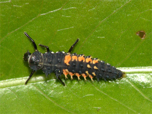 Asiatischer Marienkäfer Harmonia axyridis