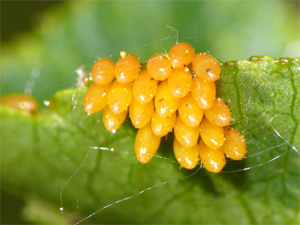 Asiatischer Marienkäfer Harmonia axyridis