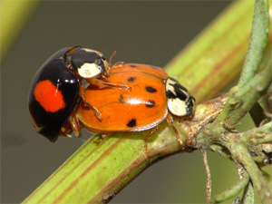 Asiatischer Marienkäfer Harmonia axyridis