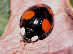 Asiatischer Marienkäfer Harmonia axyridis