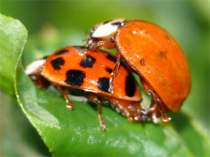 Asiatischer Marienkäfer Harmonia axyridis