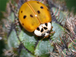 Asiatischer Marienkäfer Harmonia axyridis