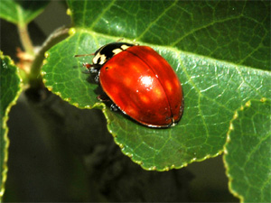 Asiatischer Marienkäfer Harmonia axyridis (PALLAS, 1773)