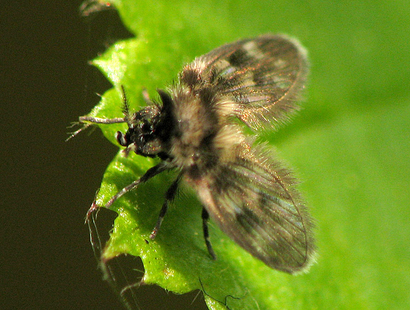 Bild Nr.06960 zum Vergrößern klicken Bild Nr.06960