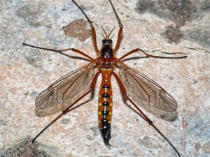 Bild Nr.09360 zum Vergrößern klicken Bild Nr.09360