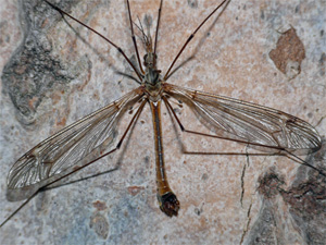 Bild Nr.09750 zum Vergrößern klicken Bild Nr.09750