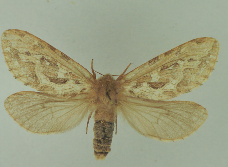 Bild Nr.00069 zum Vergrößern klicken Bild Nr.00069