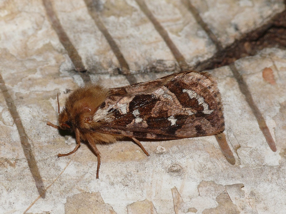 Bild Nr.00069 zum Vergrößern klicken Bild Nr.00069