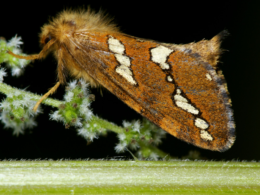 Bild Nr.00078 zum Vergrößern klicken Bild Nr.00078