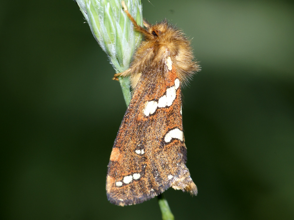 Bild Nr.00078 zum Vergrößern klicken Bild Nr.00078