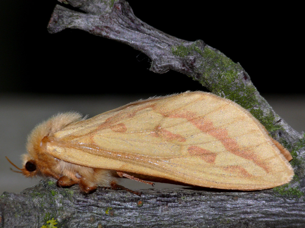 Bild Nr.00080 zum Vergrößern klicken Bild Nr.00080