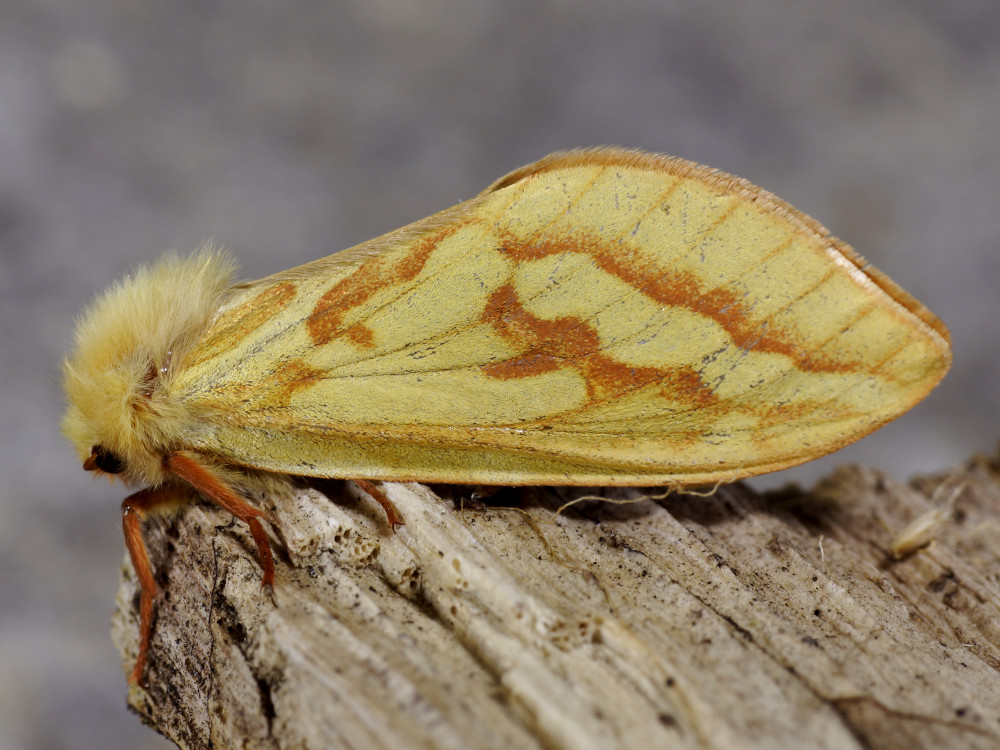 Bild Nr.00080 zum Vergrößern klicken Bild Nr.00080