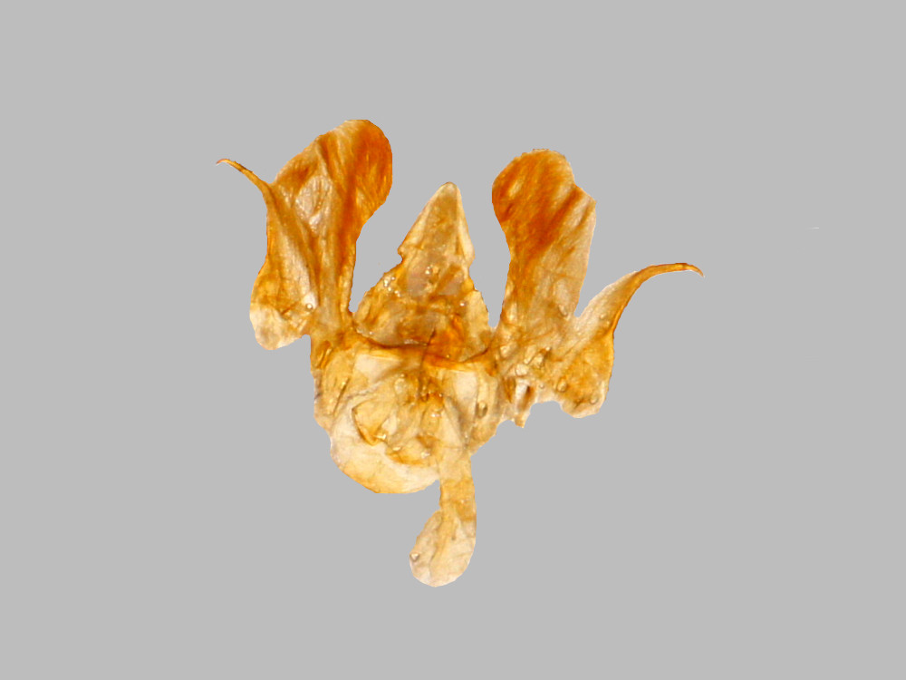 Bild Nr.03907 zum Vergrößern klicken Bild Nr.03907