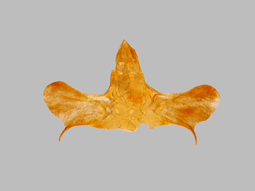 Bild Nr.03907 zum Vergrößern klicken Bild Nr.03907