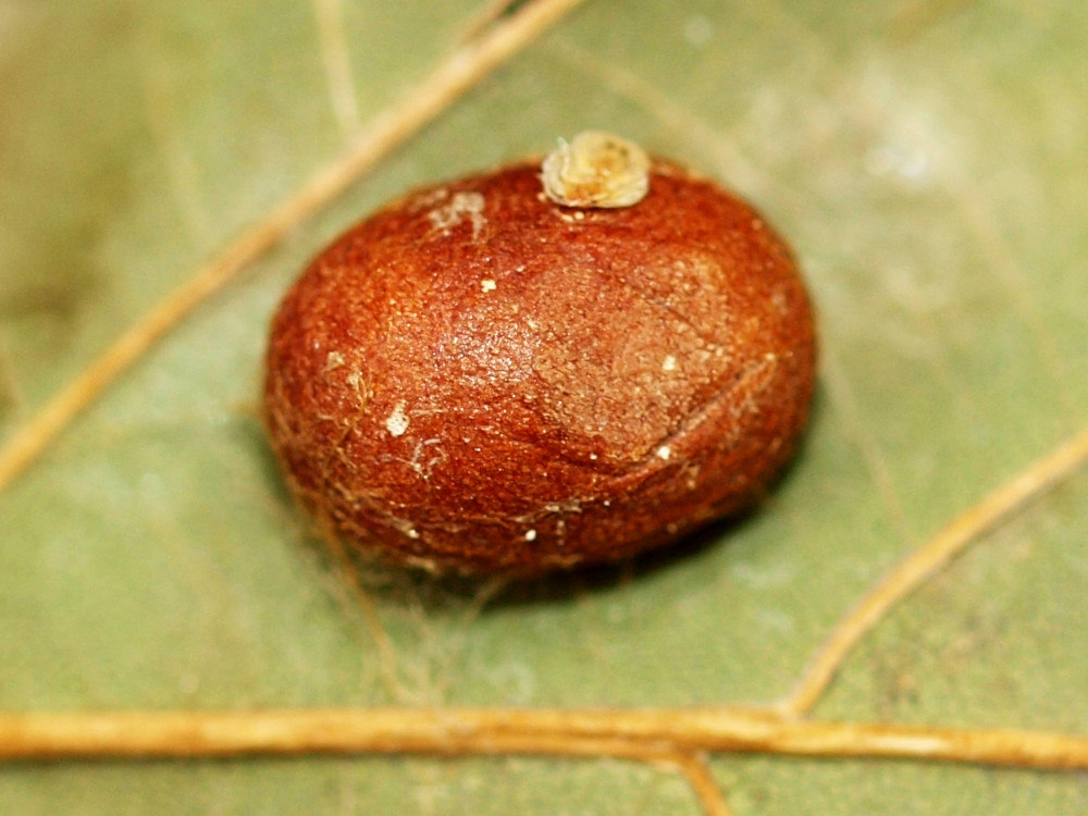 Bild Nr.03907 zum Vergrößern klicken Bild Nr.03907