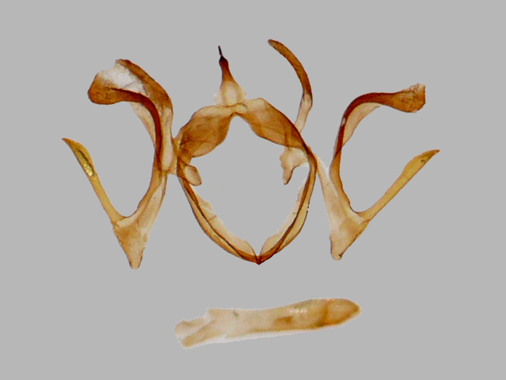 Bild Nr.03925 zum Vergrößern klicken Bild Nr.03925