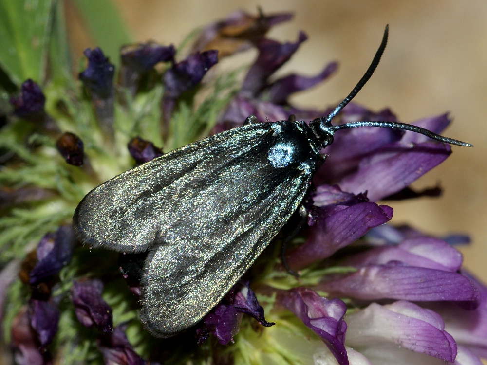 Bild Nr.03925 zum Vergrößern klicken Bild Nr.03925