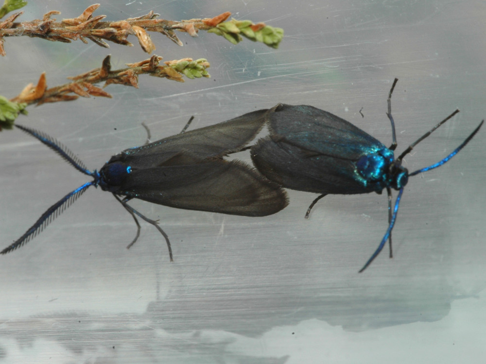 Bild Nr.03925 zum Vergrößern klicken Bild Nr.03925