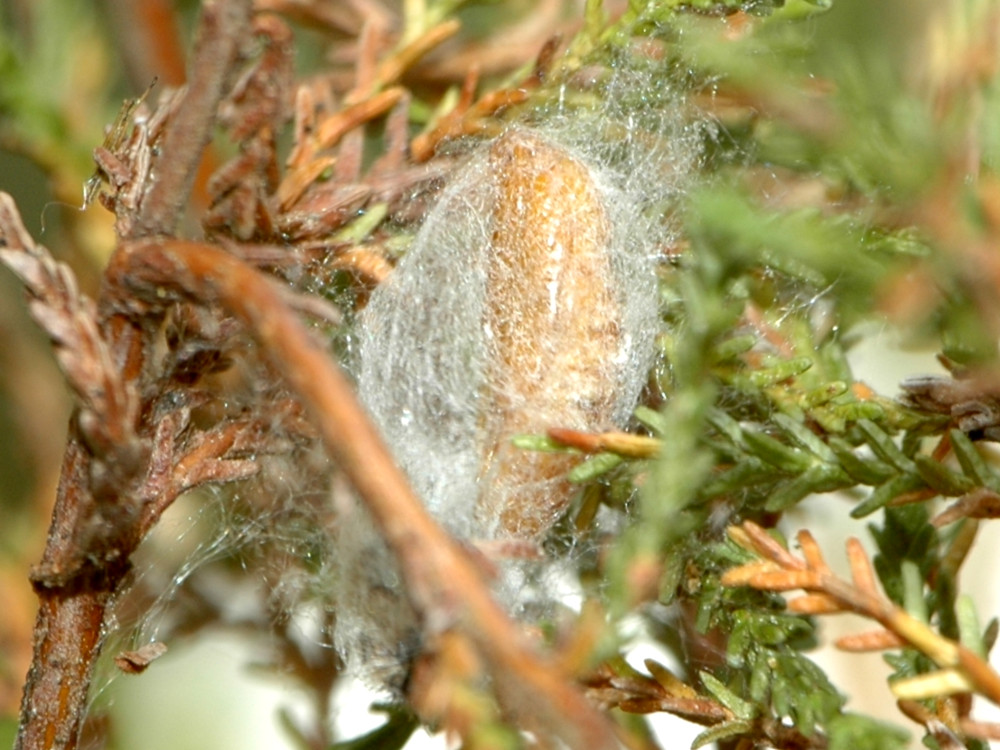 Bild Nr.03925 zum Vergrößern klicken Bild Nr.03925