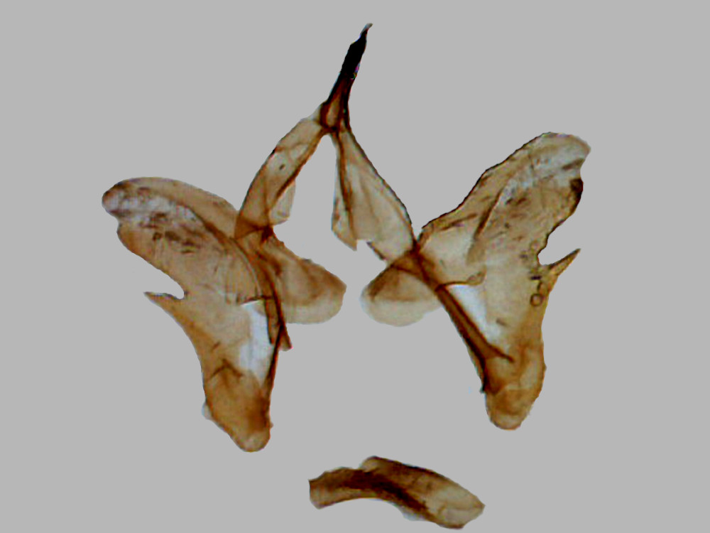 Bild Nr.03941 zum Vergrößern klicken Bild Nr.03941