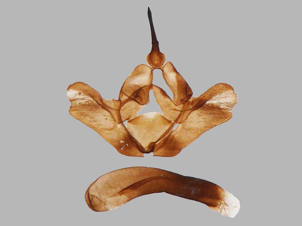 Bild Nr.03956 zum Vergrößern klicken Bild Nr.03956