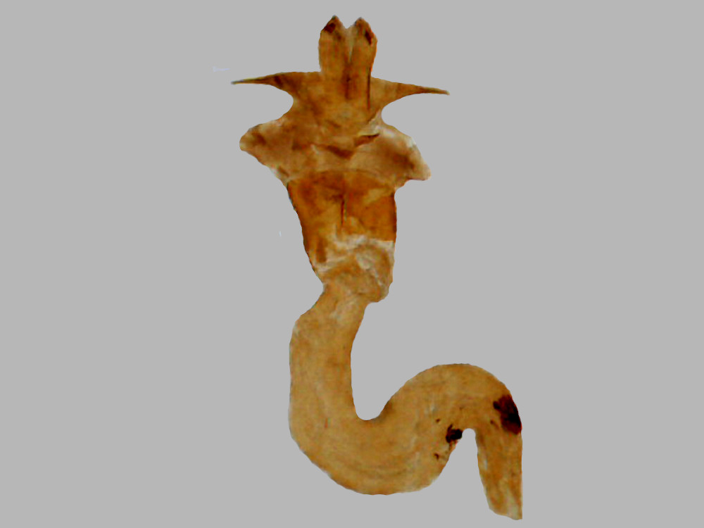 Bild Nr.03956 zum Vergrößern klicken Bild Nr.03956