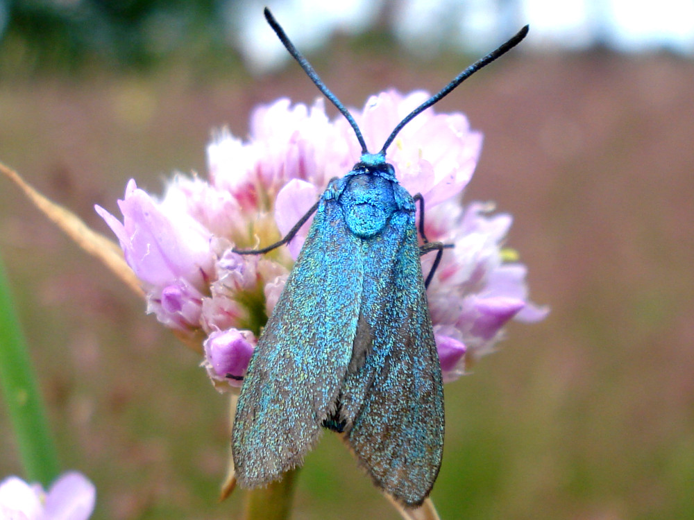 Bild Nr.03956 zum Vergrößern klicken Bild Nr.03956