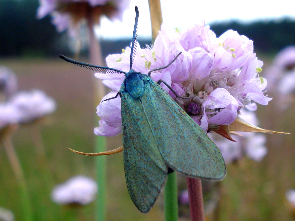 Bild Nr.03956 zum Vergrößern klicken Bild Nr.03956