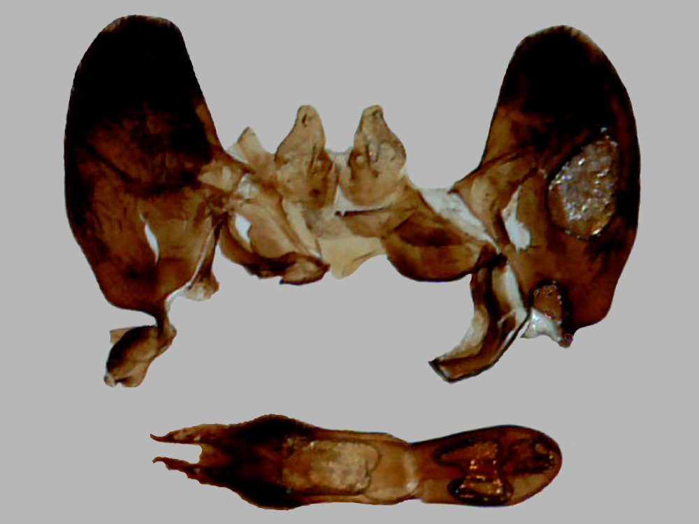 Bild Nr.03974 zum Vergrößern klicken Bild Nr.03974