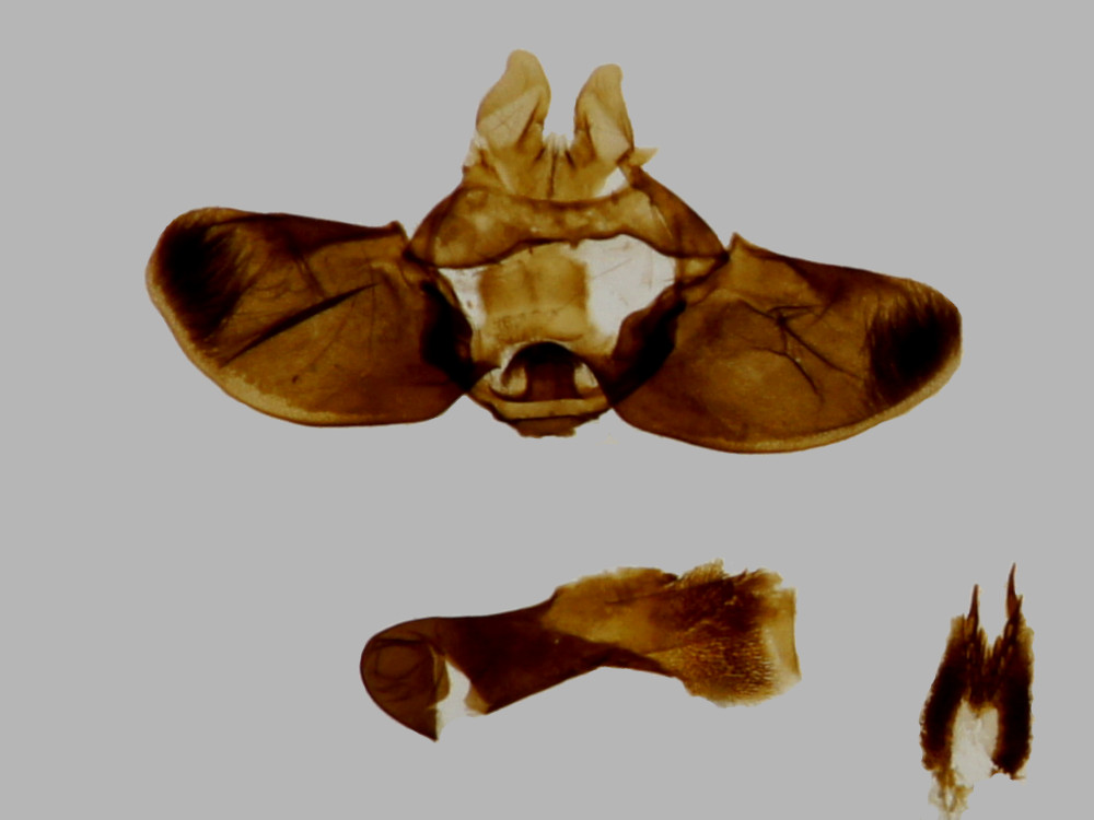 Bild Nr.03974 zum Vergrößern klicken Bild Nr.03974