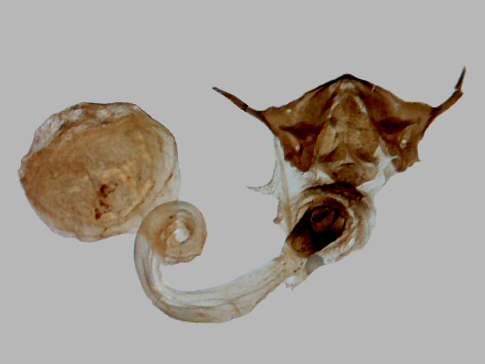 Bild Nr.03974 zum Vergrößern klicken Bild Nr.03974