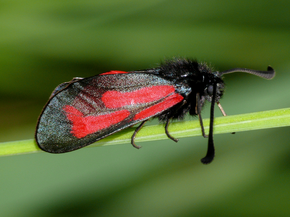 Bild Nr.03974 zum Vergrößern klicken Bild Nr.03974