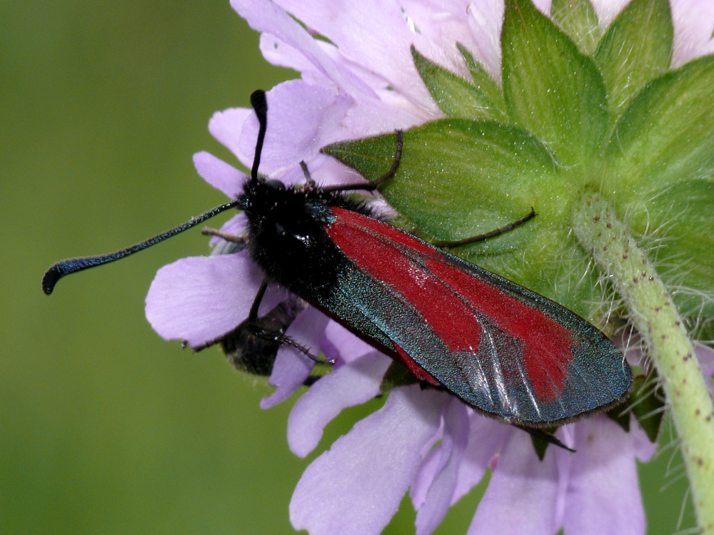 Bild Nr.03974 zum Vergrößern klicken Bild Nr.03974