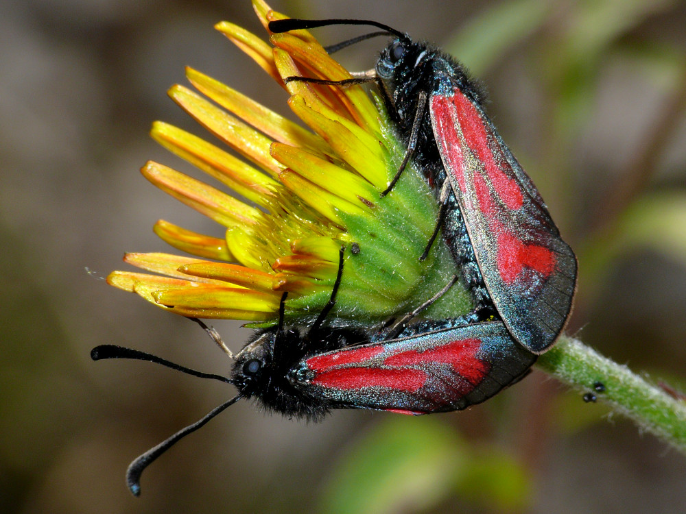 Bild Nr.03974 zum Vergrößern klicken Bild Nr.03974