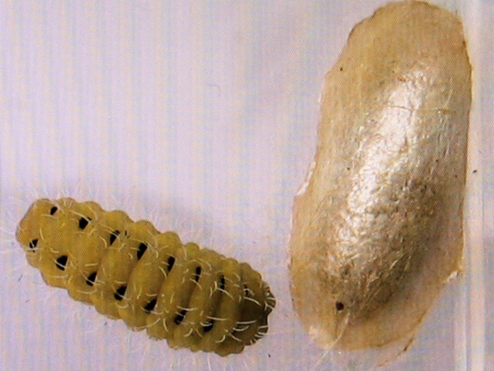 Bild Nr.03974 zum Vergrößern klicken Bild Nr.03974