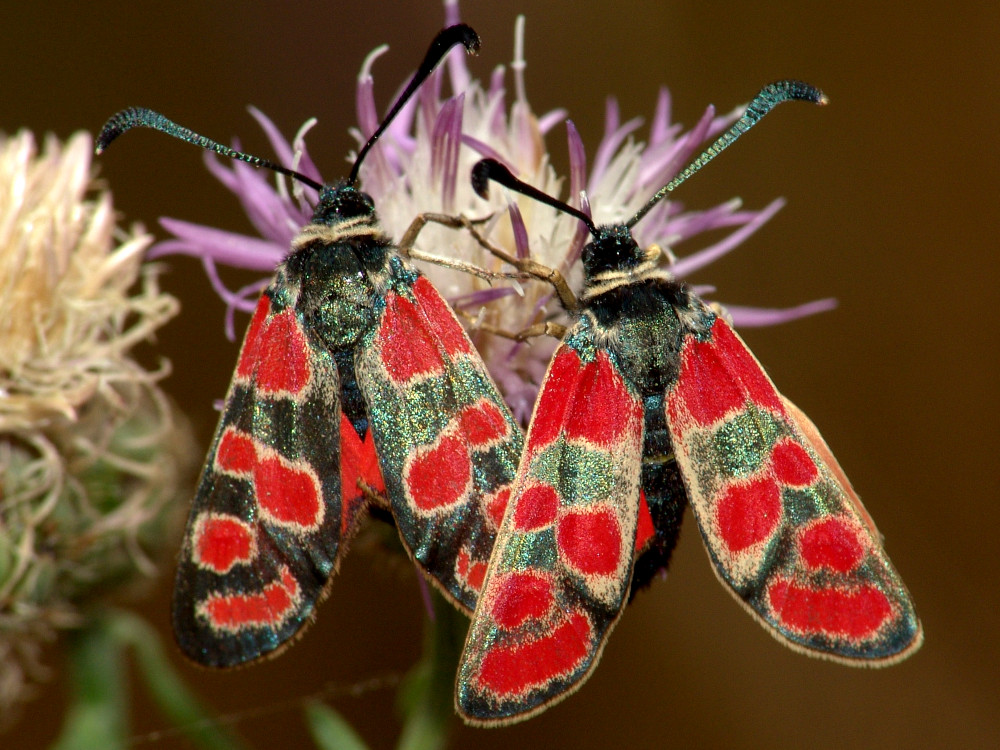 Bild Nr.03980 zum Vergrößern klicken Bild Nr.03980