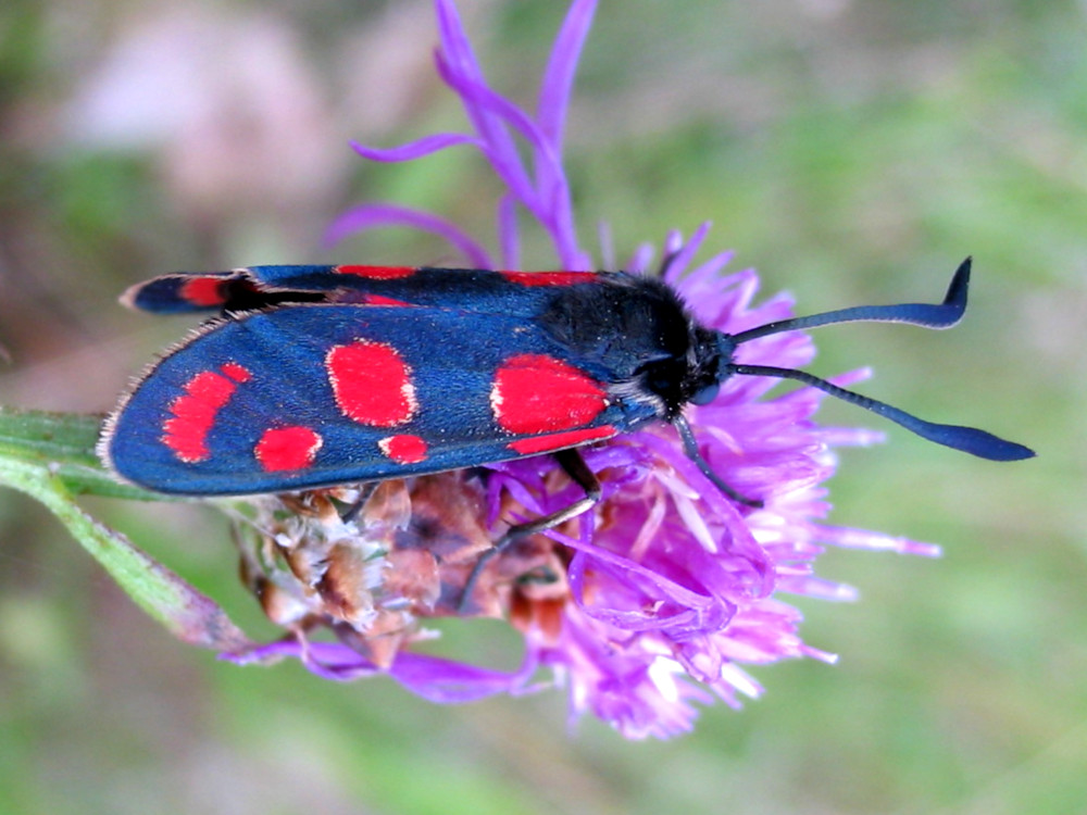 Bild Nr.03980 zum Vergrößern klicken Bild Nr.03980