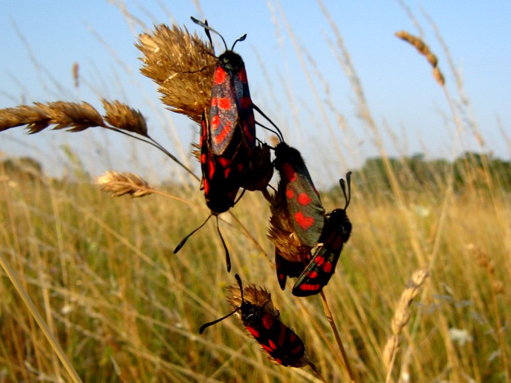 Bild Nr.03980 zum Vergrößern klicken Bild Nr.03980