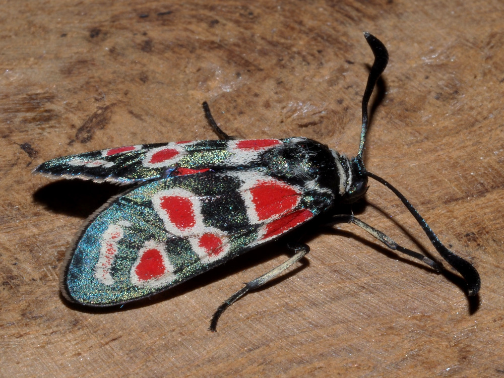 Bild Nr.03980 zum Vergrößern klicken Bild Nr.03980