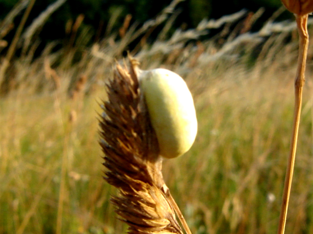 Bild Nr.03980 zum Vergrößern klicken Bild Nr.03980