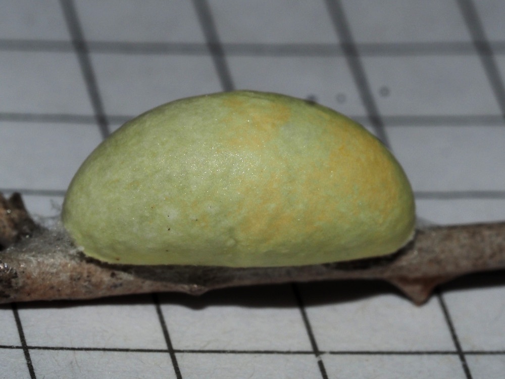 Bild Nr.03980 zum Vergrößern klicken Bild Nr.03980