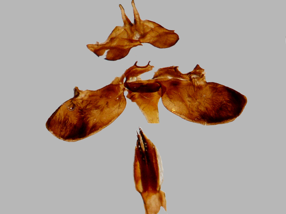 Bild Nr.03983 zum Vergrößern klicken Bild Nr.03983