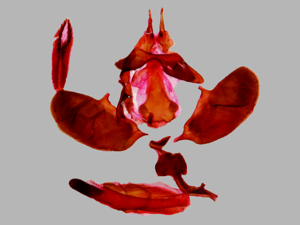 Bild Nr.03983 zum Vergrößern klicken Bild Nr.03983